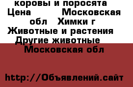 коровы и поросята › Цена ­ 100 - Московская обл., Химки г. Животные и растения » Другие животные   . Московская обл.